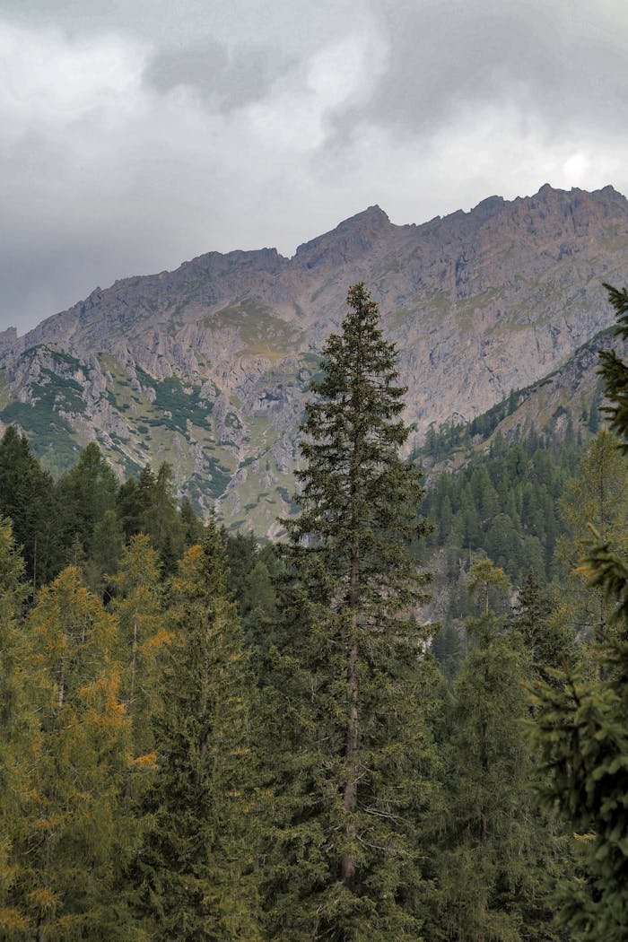A serene view of Austrian Alps with lush forests and rugged mountains in the background.