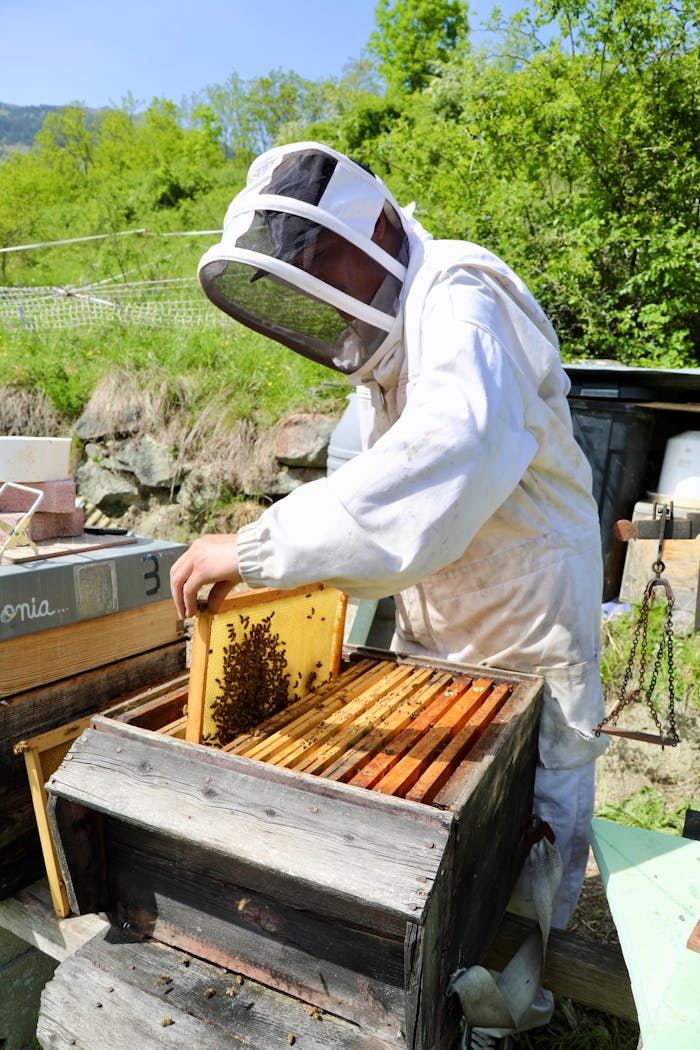 A beekeeper examines a honeycomb frame in La Plagne Tarentaise, France, highlighting sustainable beekeeping practices.
